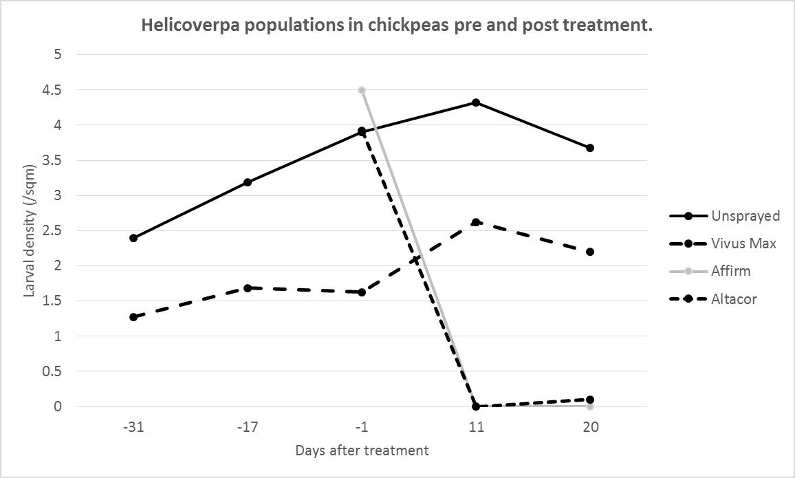 This graph shows Helicoverpa population density in chickpeas treated twice (day -31 and day -17) with low rate NPV. Affirm® and Altacor® were applied when the Helicoverpa density reached  threshold in the untreated plots. he NPV-treated plots sustained lower populations and did not exceed threshold (3.5 larvae/m2 in this instance) for the duration of the crop.