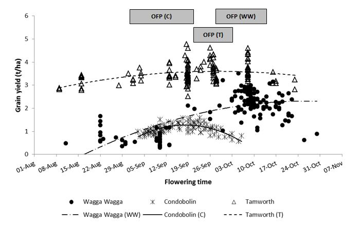 This is a scatter graph showing the relationship between flowering date and grain yield of genotypes with varied phenology patterns sown early April–late May at Wagga Wagga (WW), Condobolin (C) and Tamworth (T) in 2018. Shaded bars (e.g. OFP (C) for Condobolin) indicate APSIM simulated Optimal Flowering Period (OFP) for the three sites. As flowering time is a function of the interaction between genotype, management and environment, the genotype x sowing time combinations capable of achieving OFP and maximum grain yield also varied across environments of the NGR (Figure 2). 