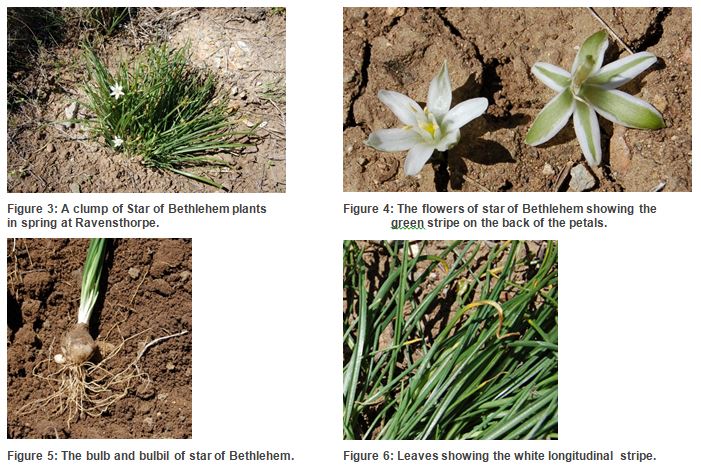 Images depicting different aspects of the Star of Bethlehem weed.