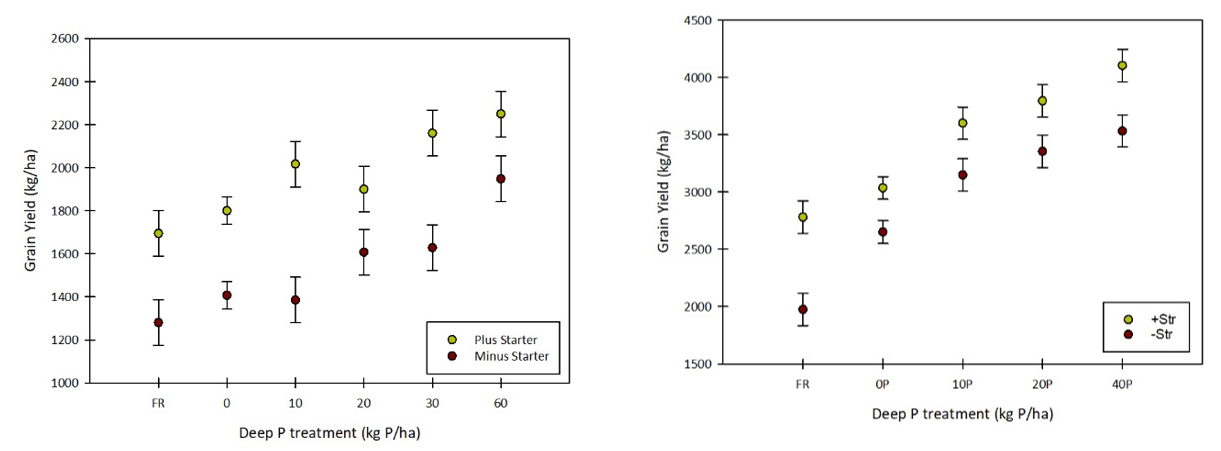 These two scatter graphs shows the response to different rates of deep P with and without applications of starter P fertiliser in (a) a wheat crop at Condamine in 2018, and (b) a sorghum crop at Dysart in 2018/19.  Grain yield for deep-placed P treatments (kg P/ha) with or without starter application. The vertical bars represent the standard error for each mean. (Lester et al. 2019a).