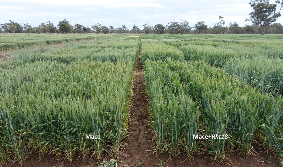 Photo of wheat variety Mace (left) side-by-side with long coleoptile, Mace  containing the Rht18 dwarfing gene (right) at Condobolin in 2017.
