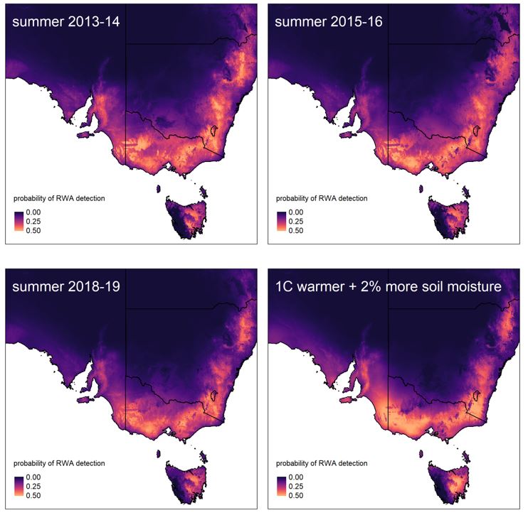 Figure 6. Graphic Predictions of suitable condition for RWA occurrence across four scenarios: 2015 to 2016 summer, which preceded the first detection of RWA in Australia, 2013 to 2014 summer, to explore conditions in a high outbreak year for aphids, particularly green peach aphid (Myzus persicae), which resulted in widespread incidents of Turnip Yellows Virus; 2018 to 2019 summer as the baseline for comparison, and finally hypothetical climate change scenario where summer conditions are 1 degree warmer with 2 per cent more moisture avalability compared to 2018 to 2019 conditions.  