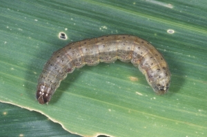 image of fall armyworm