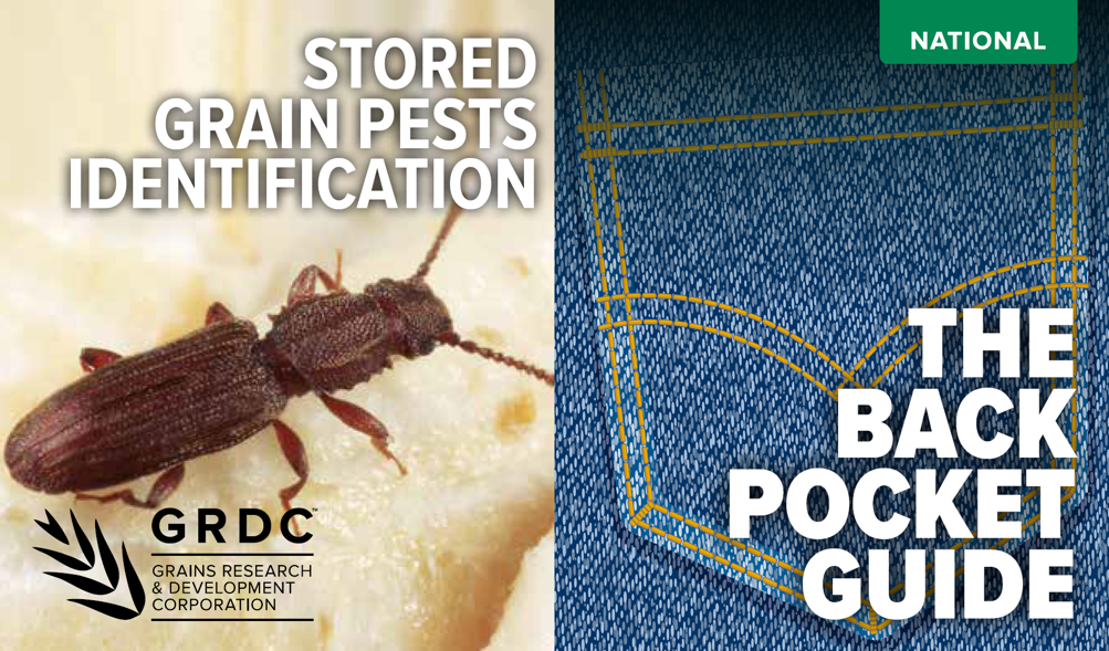 image of stored grain pest ID