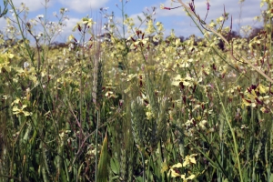 image of wild radish