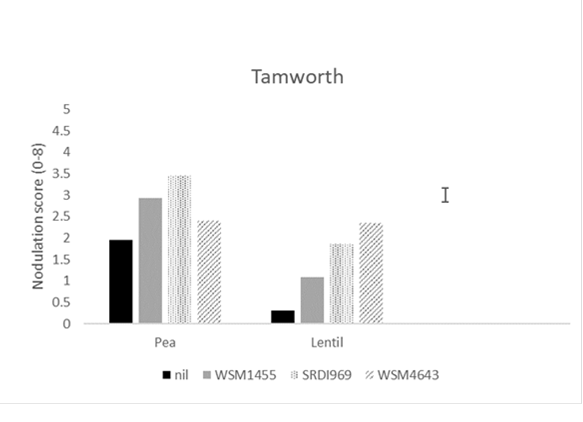 This column graph shows the nodulation score (0-8; adequate =4) for  field pea and lentil at Tamworth in 2020 when inoculated prior to sowing with the current Group F (WSM1455) or one of two experimental rhizobia strains. A nil inoculated control was included at all sites. Nodulation assessment was made using the method of Yates et al. (2016).