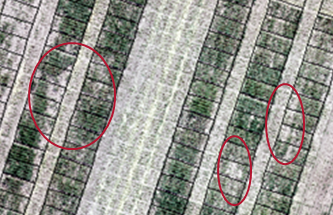 This photograph is a drone image of a highly constrained trial site near Goondiwindi in 2020 showing spatial differences in canopy cover likely due to small scale differences in soil constraints.