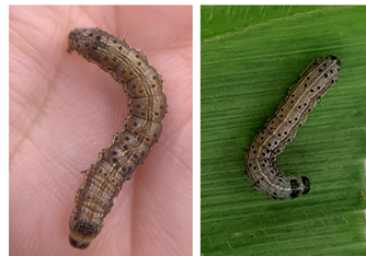 These two images show how Helicoverpa and FAW larvae (3rd-4th instar) are very difficult to tell apart, until you have had some experience with them. These images illustrate how similar the two are at this stage. Helicoverpa (left image), FAW (right).