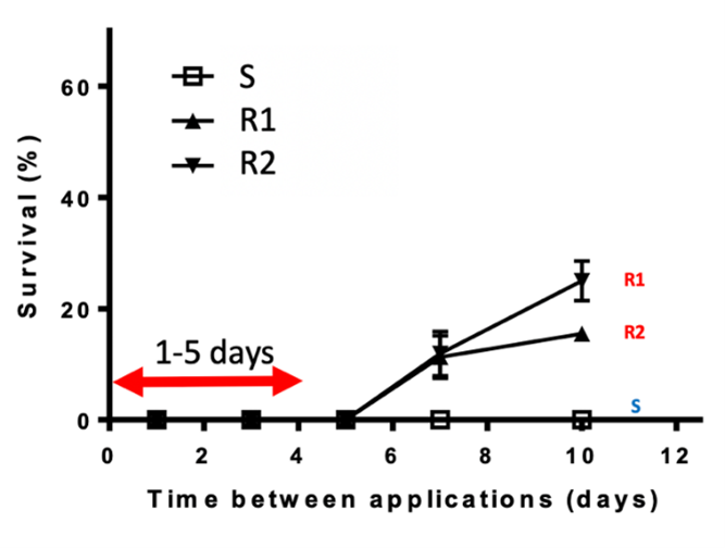 This line graph shows the double knock timing. Glyphosate applied onto a susceptible (S) and two glyphosate resistant ryegrass biotypes (R1 & R2) followed by paraquat 1, 3, 5, 7 and 10 DAA. Trial work conducted by Dr Christopher Preston (The University of Adelaide).