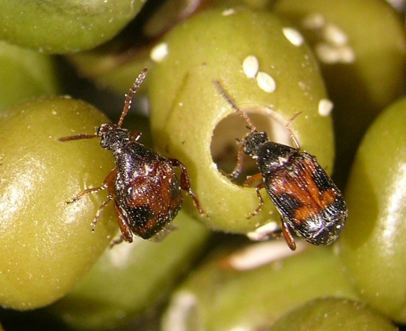 This photograph shows the distinctive large white eggs and round exit holes of the cowpea weevil (Callosobruchus maculatus) on mungbeans. The eggs are white because the larvae have hatched and burrowed into the mungbeans. 
