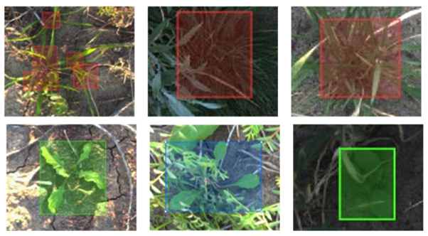 This series of photos shows sample bounding box annotations. Top row (red boxes): annual ryegrass (Lolium rigidum). Bottom row (green boxes): turnip weed (Rapistrum rugosum).