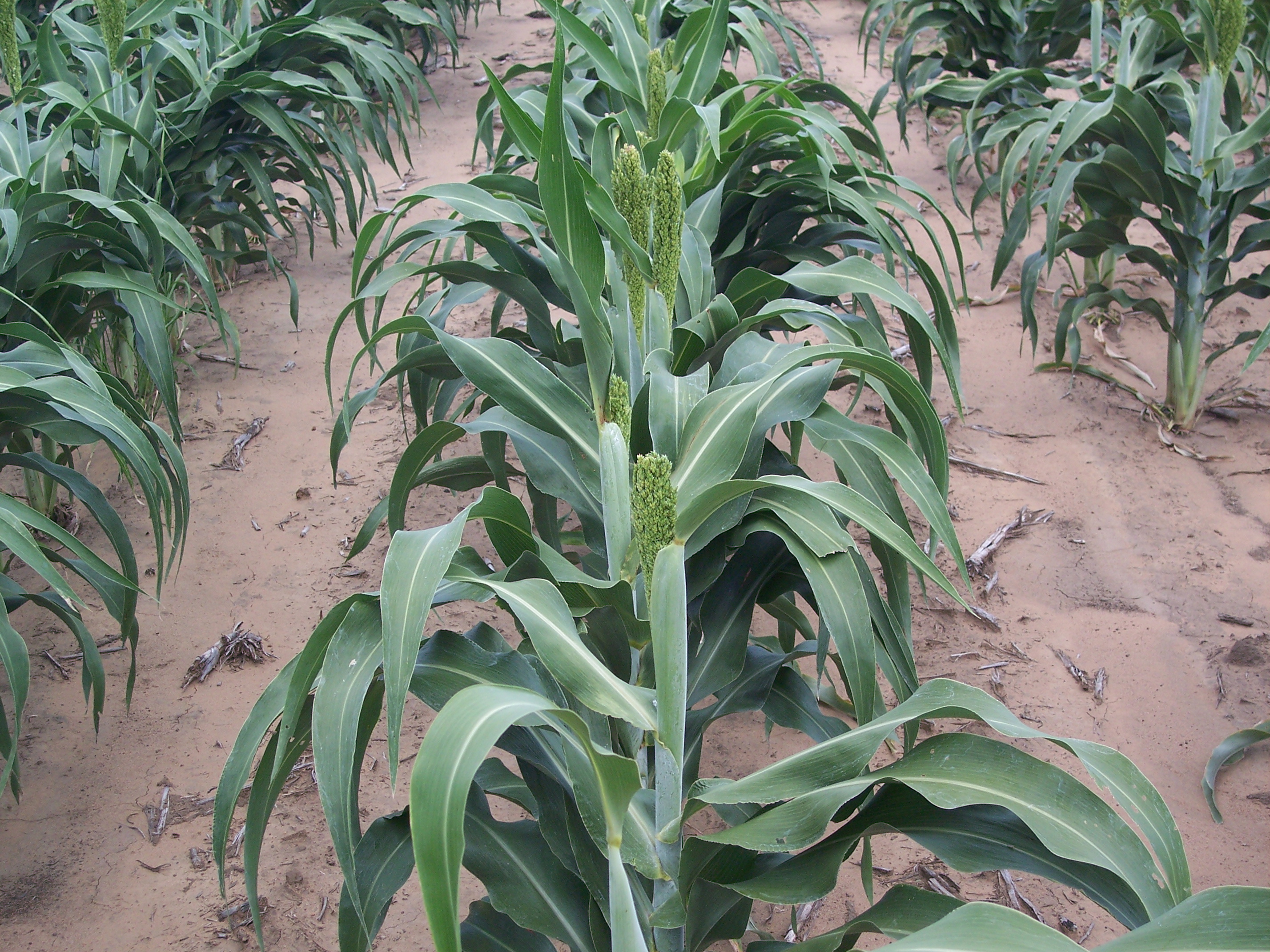 image of residuals at planting 
