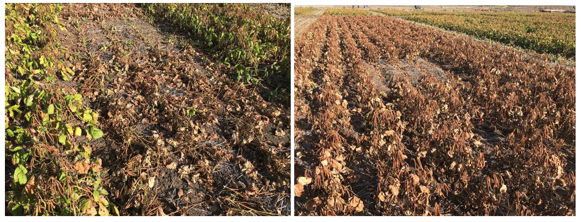 These two photos show mechanical desiccation in 90%PM (left), diquat desiccation in 90%PM (right), at 7 days after treatment.