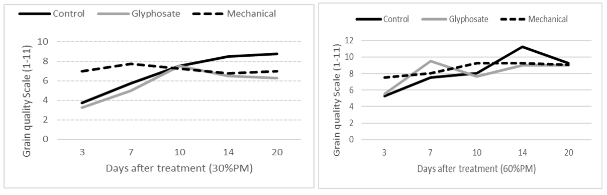 These two line graphs show mean grain quality ratings taken at each sample interval for all treatments in the 30%PM stage (left graph, lsd = 1.41, P=0.05) and 60%PM stage (right graph, lsd = 1.57, P=0.05).