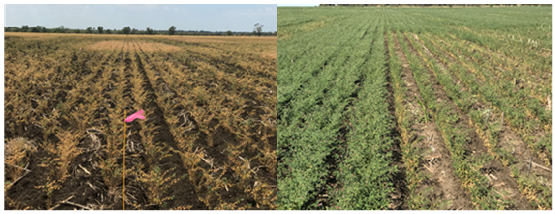 These two images show the contrast between 0P and 40P plots at Clermont in 2018 (left, with 0P in the foreground) and Dysart in 2017 (right, 0P in the plot on the right)