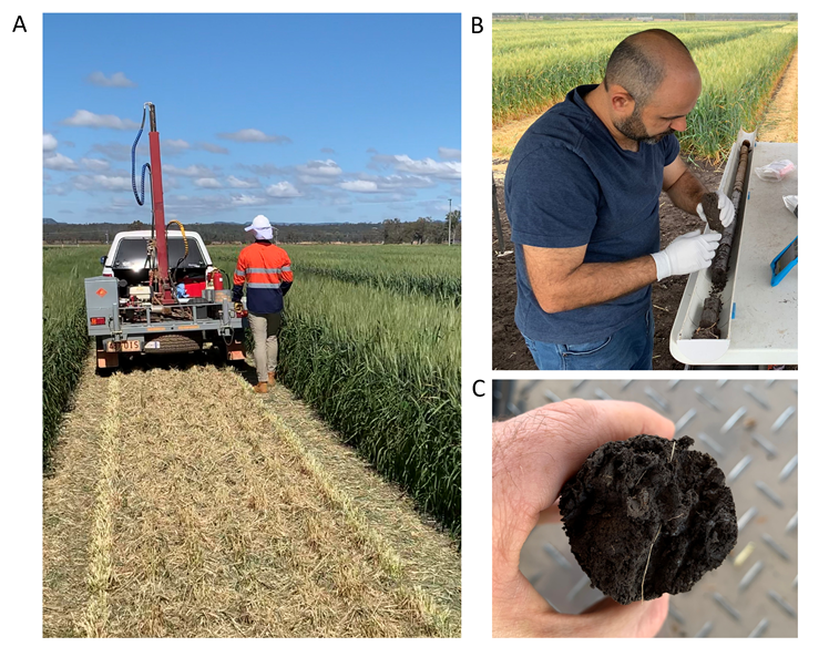 Three photographs showing the overview of the ‘core-break’ method used for field-based root phenotyping. (A) Soil coring of the destructive plots that were mulched at flowering time. (B) Breaking of intact cores every 10cm. (C) Visual counting of roots on each surface of the break.