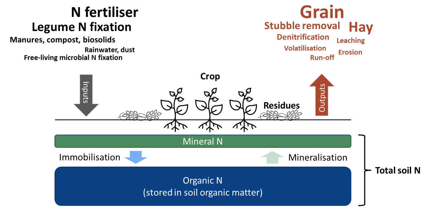 Diagram of Nitrogen pools, inputs and outputs in grain cropping systems.