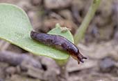 8 Aug 2022, Latest GRDC slug control tactics now available for growers