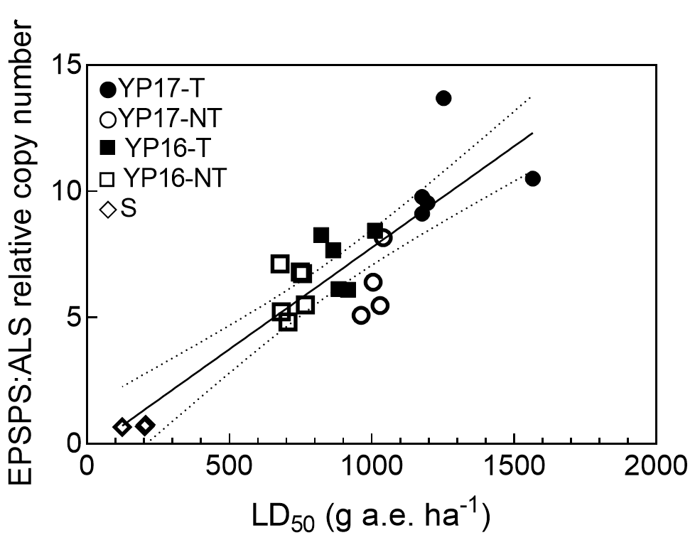 Graph showing the increase of LD50 and EPSPS gene copy number in the progeny of glyphosate-resistant barley grass clones from 2 populations treated or not treated with glyphosate.