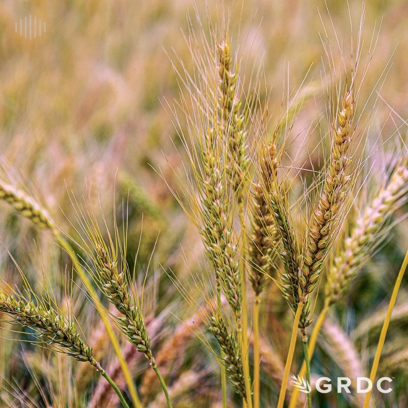 NVT new variety series – Wheat