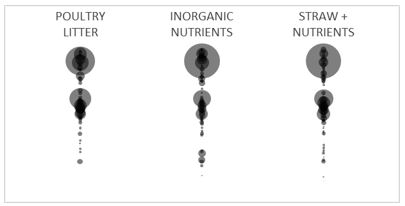 Infographic showing bacterial community fingerprints from subsoil incubated for 146 days with 20t/ha poultry litter, equivalent inorganic nutrients and wheat straw plus equivalent inorganic nutrients. Different bubbles represent unique species and the size of the bubble is proportional to its abundance in the community.