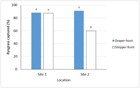 Column bar graph of percentage of ryegrass seed collected by stripper front and conventional front at two locations. Means with same letter are not significantly different