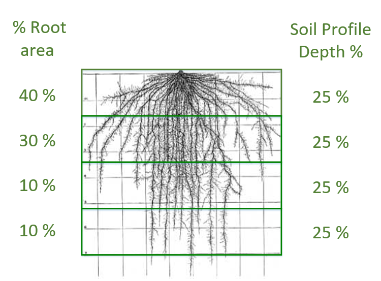 This visual shows generalised soil root distribution for cereal crops at maturity 