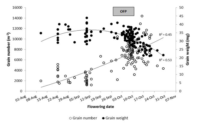 This is a scatter graph showing the relationship between flowering date with grain number and grain weight for genotypes with varied phenology patterns sown early April-late May at Wagga Wagga in 2018. Shaded bar indicates APSIM simulated Optimal Flowering Period (OFP) for Wagga Wagga site. The extent to which timing of stress events influences yield formation is highlighted in Figure 3, which illustrates the relationship between flowering time with grain number and grain weight at the Wagga Wagga site in 2018. Treatments which flowered earlier than the OFP, and were exposed to frost events, had reduced grain number, whilst treatments which flowered later than the OFP, and were exposed to heat and moisture stress during grain filling, had lower grain weights.