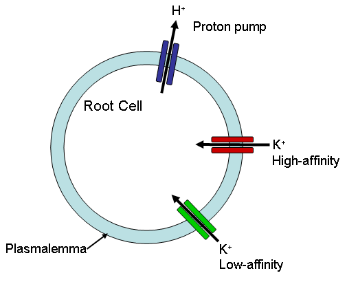 This diagram shows the schematic representation of a root hair cell showing the proton pump and potassium transporters