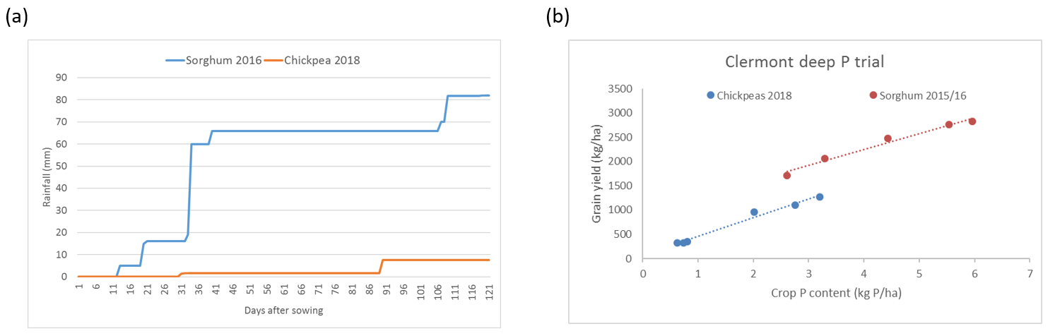 These two line graphs show (a) Cumulative in-crop rainfall and (b) the relationship between crop P content and grain yield for consecutive crops of sorghum (2015/16) and chickpea (2018) grown at a site near Clermont, in Central Queensland (Sands et al., 2019).
