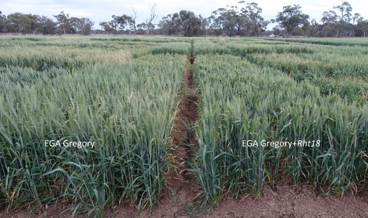 Photo of wheat variety EGA Gregory (left) side-by-side with long coleoptile, EGA Gregory  containing the Rht18 dwarfing gene (right) at Condobolin in 2017.