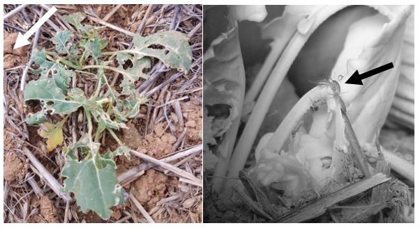 Photo indicating damaged caused to canola by juvenile earwig (left hand side) and close up of juvenile earwig feeding on canola (right hand side)