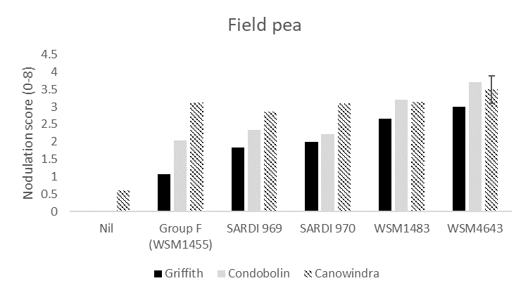 This column graph shows the average nodulation score of 15 field pea plants at Griffith, Condobolin and Canowindra where seed was inoculated with peat slurry containing a no rhizobia (nil), the current Group F strain, or one of four experimental strains. A score of 4 is considered adequate under the system developed by Yates et al. (2016).