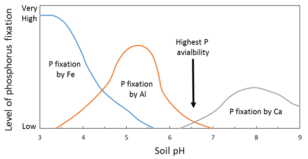 This line graph shows the  effect of soil pH on phosphorus availability.