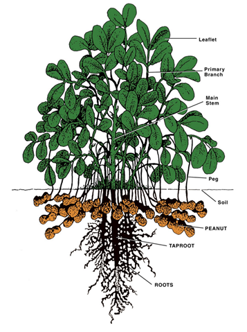 This diagram is a drawing of a peanut plant structure