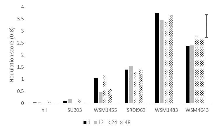 This column graph illustrates the effect of delaying sowing by 1, 12, 24 or 48 hours following inoculation with a range of rhizobia strains for vetch compared to an uninoculated (nil) control at Condobolin in 2020.