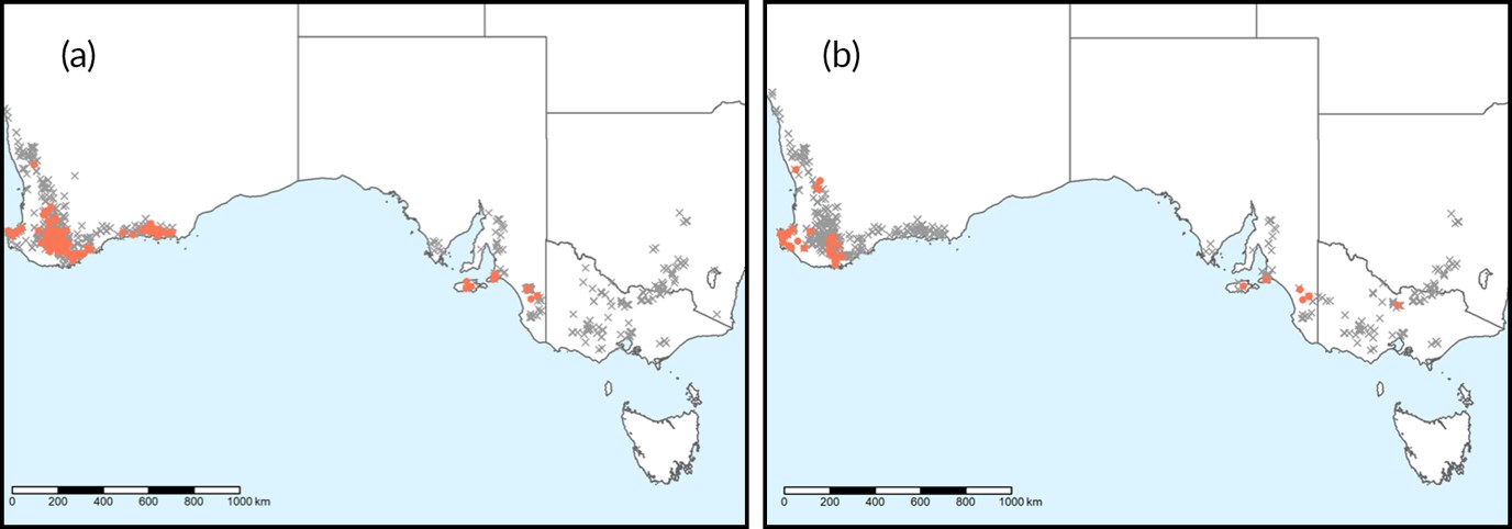 Figure 3. Outlines of parts of Australia which show the distribution of the red legged earth mite populations screened for (a) pyrethroid and (b) organophosphate resistance across Australia as of 2019. Closed circles represent populations with resistance, and grey crosses indicate populations that are susceptible to pesticides. (Image credit: Arthur et al. 2020 (Unpublished)).