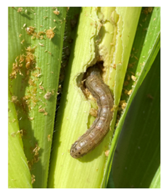 This picture shows how the large FAW larvae, like this one, start to look greasy and less hairy than younger FAW or helicoverpa. In this image you can see how much darker and more raised the square of spots is on the rear end. This is very characteristic of late instar FAW.
