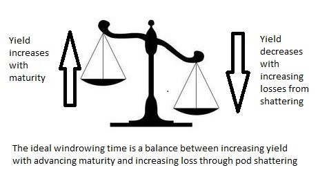 Figure 1 is a picture of scales illustrating of the balance needed between increasing yields and increasing potential losses with advancing maturity.