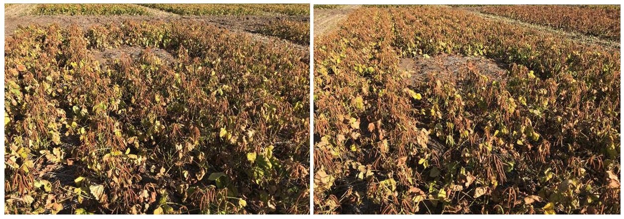 These photos show glyphosate desiccation at recommended rate in 90%PM (left), double glyphosate  rate in 90%PM (right), at 7 days after treatment.