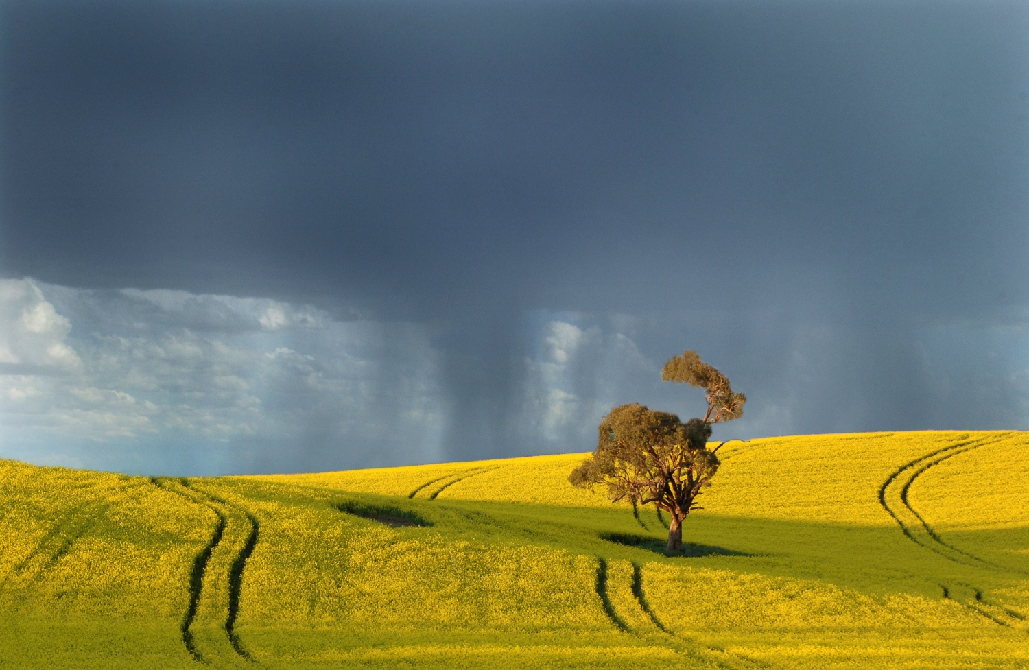 image of rain and canola