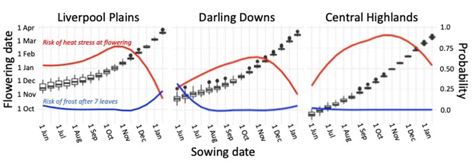 Line graphs of sorghum flowering date for a range of sowing dates (black boxplots) at Breeza, Liverpool Plains NSW (a); Dalby, Darling Downs Qld (b); and Emerald, Central Queensland (c)