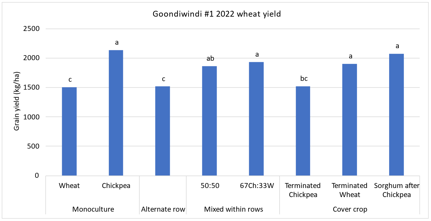 Column graph showing the wheat yield in 2022 at Goondiwindi after having grown monocultures, companion crops or cover crops in 2021. Letters show significant differences at p = 0.05. Treatments that share a letter are not significantly different.