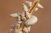 9 Feb 2023, Persistent researchers work towards biological control of conical snails