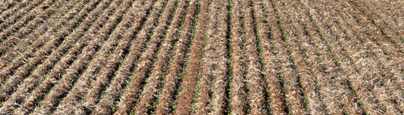 Figure 4. is a photograph of canola emergence in the wheat-canola rotation