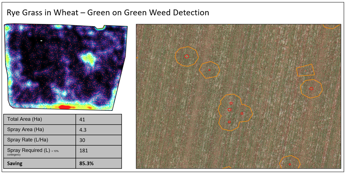 Images showing green on green weed detection of rye grass in early wheat crop.
