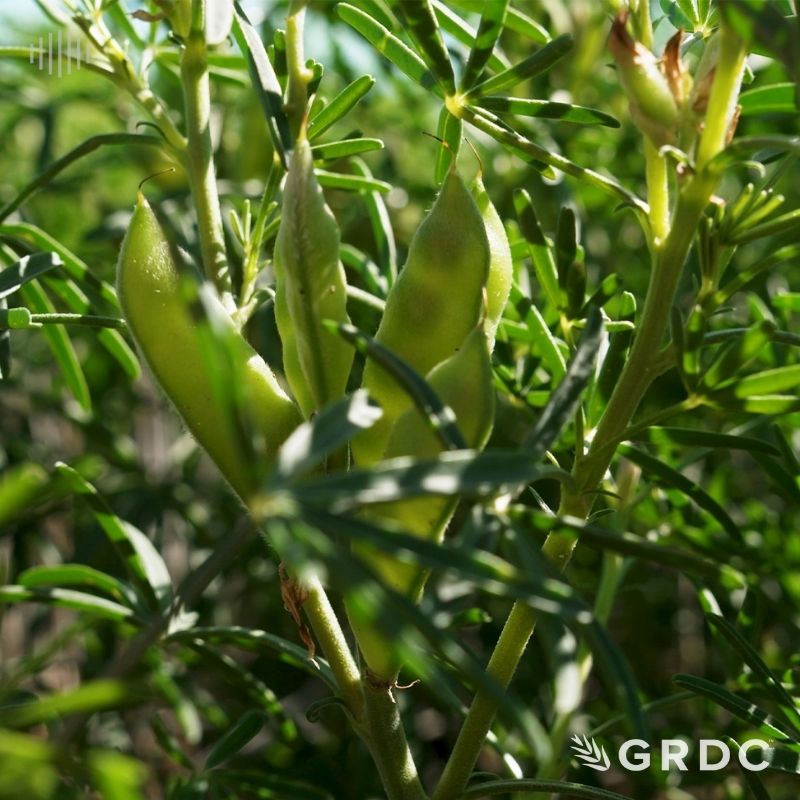 NVT new variety series – Lentil Field Pea and Lupin