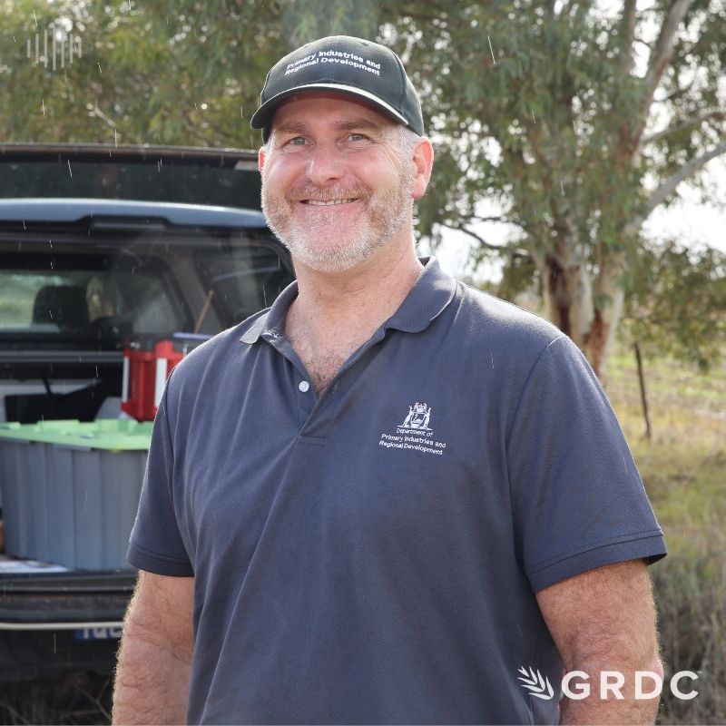 Dongara Weevil – A newly named pest in WA's northern grainbelt