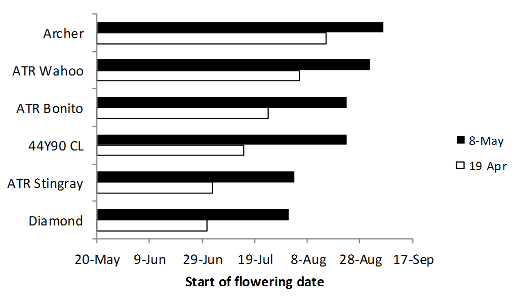 Figure 5 is a bar graph which shows the start of flowering date of six canola varieties - Archer, ATR Wahoo, ATR Bonito, 44Y90 CL, ATR Stingray and Diamond - sown at two sowing dates at Narrabri, 2017.  (ATR Stingray , ATR Bonito  and ATR Wahoo  are protected under the Plant Breeders Rights Act 1994.)