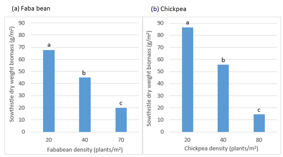 Figure 2 is two column graphs (a) and (b) which show sowthistle dry weight biomass (g/m2) in response to (a) faba bean and (b) chickpea plant densities (plants/m2). Sowthistle biomass was assessed close to crop maturity on the 9th and 30th October 2018 respectively. Bars with a different letter within a crop are significantly different at a 5% significance level.